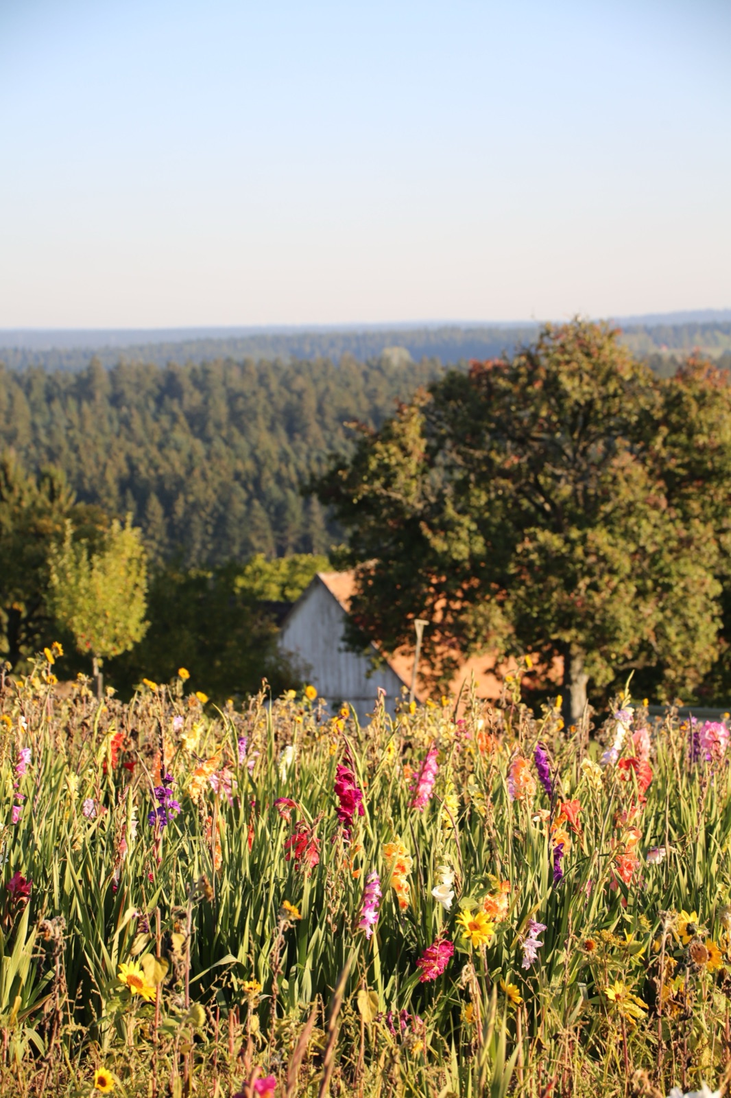 Example of a photo that does not work for a cinemagraph — soft focus, no clear subject