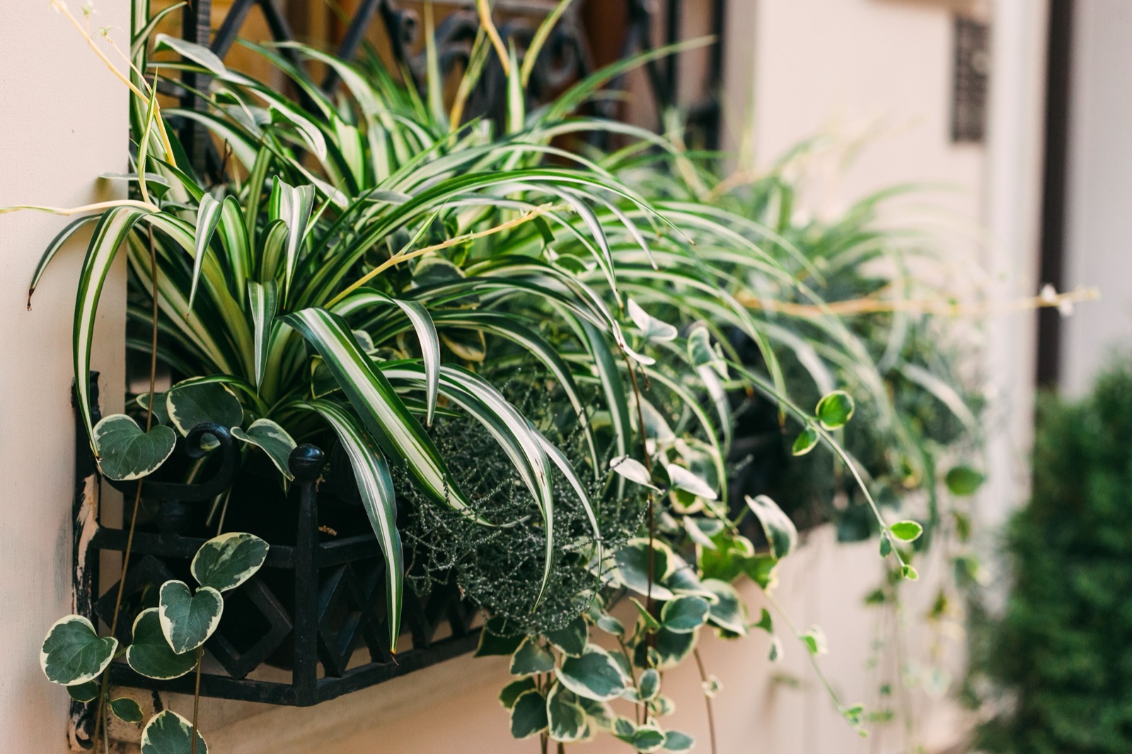 Source photo — A potted plant, a clear in-focus subject suited to a cinemagraph