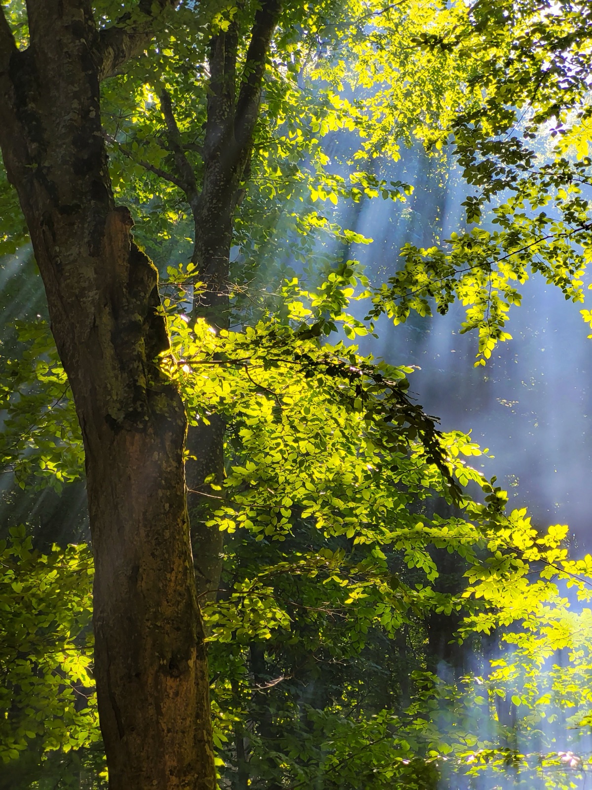 Source photo — a foggy tangle of branches, a cluttered scene that gives a suboptimal cinemagraph