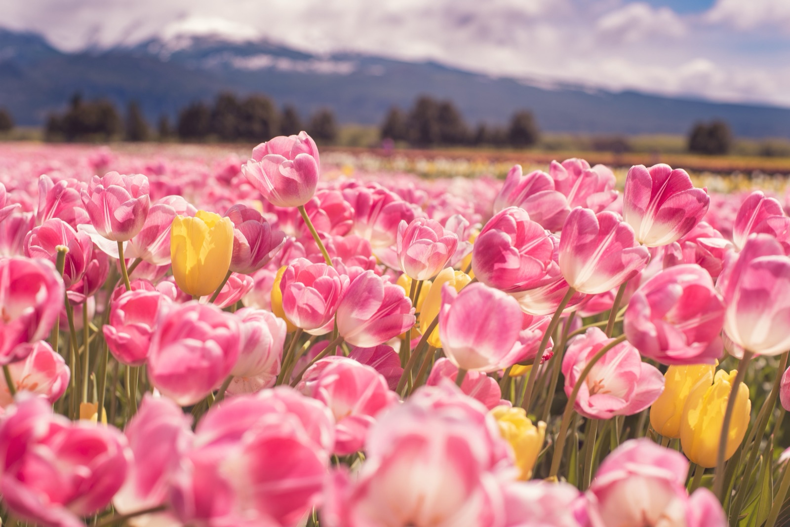 Source photo — A field of tulips, a clear in-focus subject suited to a cinemagraph